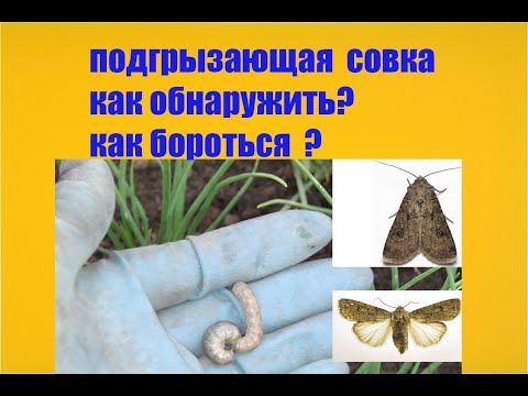 Видео: КА БОРОТЬСЯ  С  ОЧЕНЬ ОПАСНЫМ  ВРЕДИТЕЛЕМ РАСТЕНИЙ  С ПОДГРЫЗАЮЩЕЙ  СОВКОЙ