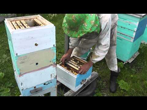 Видео: сезон одного мининуклеуса часть1