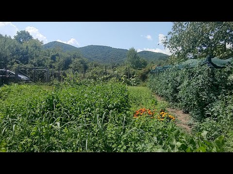 Видео: Зеленчукова градина в края на Юли. Грижа за доматите след дъжд