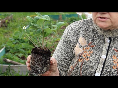 Видео: Землянику будете собирать тазиками, если посадите ее этим способом! Посадка земляники.