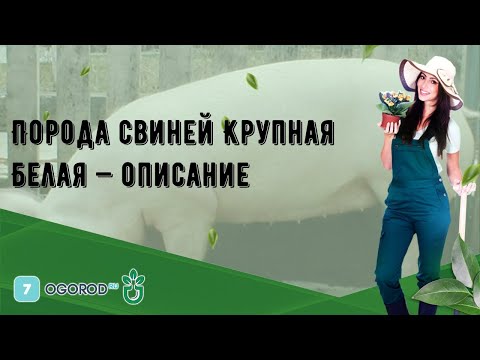 Видео: Порода свиней Крупная Белая — описание