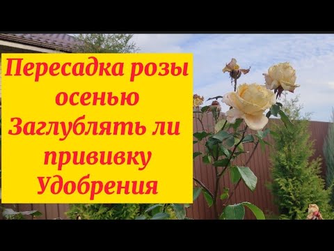 Видео: Пересадка розы осенью.Заглублять ли место прививки?Удобрение.Укрытие на зиму.