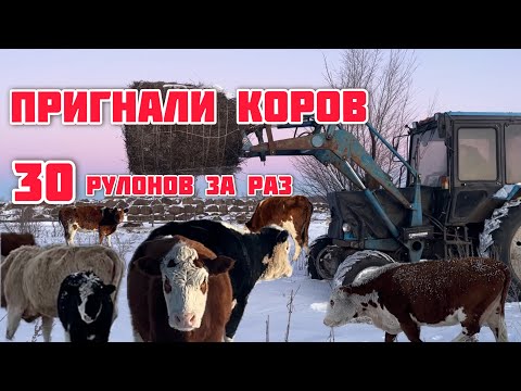 Видео: Пригнали коров на ферму с выпасов