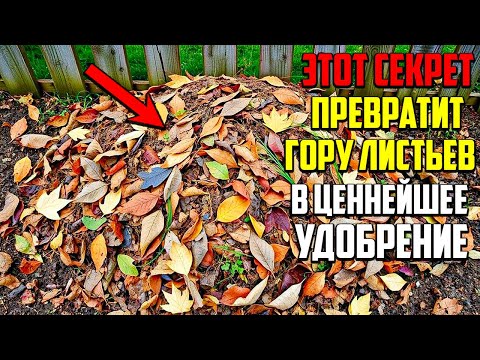 Видео: Превратите Осенние Листья В Чистое Золото Для Вашего Сада!