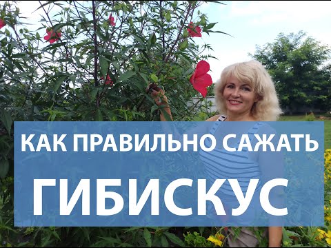 Видео: КАК САЖАТЬ ГИБИСКУС. Гибискус болотный посадка и уход