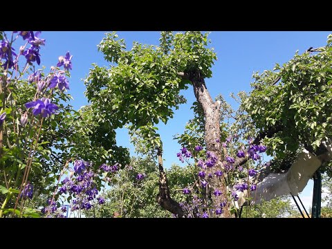 Видео: #Нормированиепобегов Вы все еще хотите крупных шапок у метельчатых гортензий?