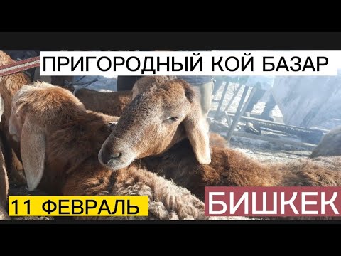 Видео: КОЙ БАЗАР ПРИГОРОДНЫЙ  базар 11 Февраль 2023 БИШКЕК РЕКЛАМА ҮЧУН 0505 70 63 80  ДЫЙКАНДАР НААРАЗЫ