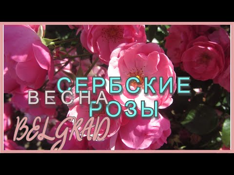 Видео: БЕСПЛАТНАЯ ОПОРА ДЛЯ РОЗ. Весенний сад в Сербии