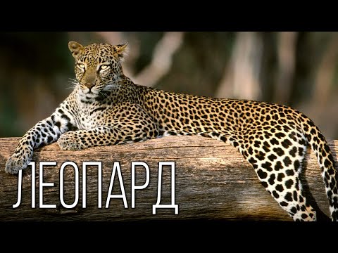 Видео: Леопард: Сухопутная "акула" | Интересные факты про леопардов