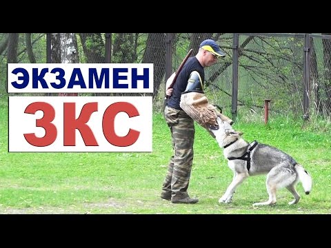 Видео: Экзамен по ЗКС. Чехословацкий влчак Луна.