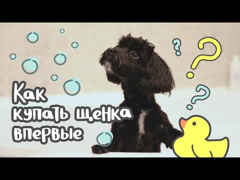 Видео: Как купать щенка в первый раз
