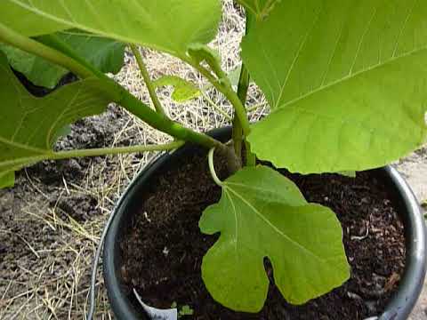 Видео: Как развивается мой инжир 23.06.2021