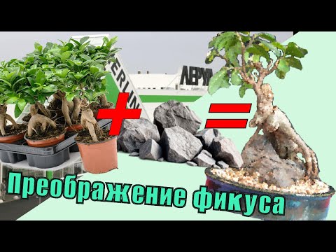Видео: Фикус Микрокарпа в Стиле Бонсай. Из Гипермаркета на Выставку