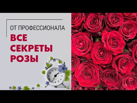 Видео: Букет из роз | Секреты РОЗЫ - что делать, чтобы букет роз дольше стоял | Как сохранить  розы в вазе