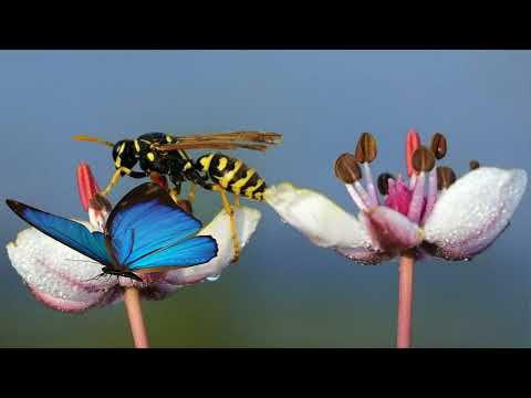 Видео: "Цікавий світ комах" заняття з природи/ліплення для дітей старшого дошкільного віку