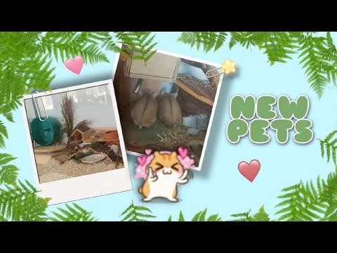 Видео: НОВЫЕ ПИТОМЦЫ - ХОМЯКИ КЭМПБЕЛЛА ❤️ || ПОКУПКА ХОМЯКА 🐹 || ЗАСЕЛЕНИЕ ХОМЯКОВ 🌿
