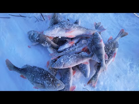 Видео: Мороз рыбалке не помеха Река Томь протока Быстрая