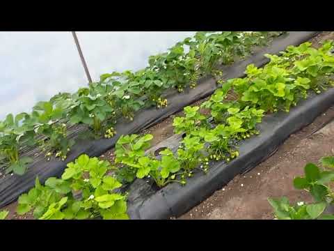 Видео: бризкаєм малину від хвороб і хлороз на полуниці