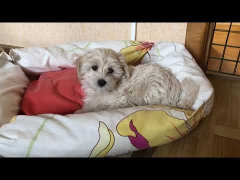 Видео: Мальтипу F1 купить СПБ МСК РФ EUROPE. Maltipoo puppy for sale. Russian maltipoos. Видео с щенками.