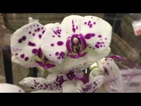 Видео: Орхидеи с названиями от JMP в Оби!)))