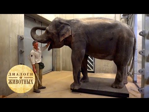 Видео: Зоопарки Чехии. 10 серия / Диалоги о животных