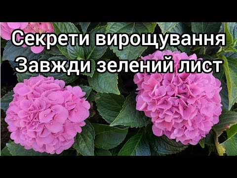 Видео: Гарний кущ гортензії без хлорозу 👍Вирощуємо правильно ☝️