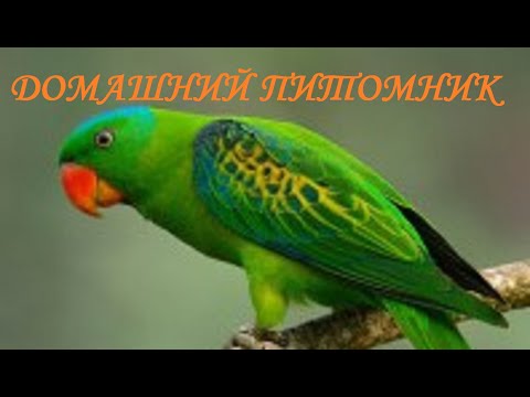 Видео: Дезинфекция птичника Обработка попугаев корел, волны, неразлучников Средства для обработки попугаев.