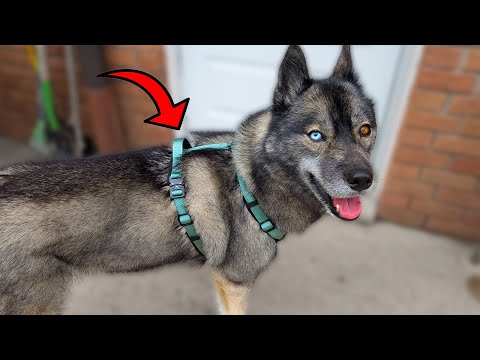 Видео: Более подробный обзор удобной шлейки для собак, не вызывающей раздражения