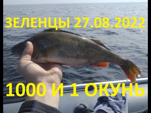 Видео: Рыбалка на окуня на Ладоге у Зеленцов 27.08.2022 г.