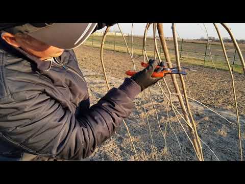 Видео: Шовковиця Плакуча (Morus Pendula) – перша обрізка саджанця після посадки