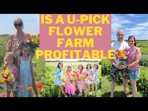 Видео: Что такое цветочная ферма Upick? Прибыльна ли она?