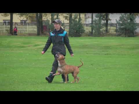 Видео: IGP1, В, АСТ Ночной Дозор Шоу АссортиК ака Драйв, 10.2020