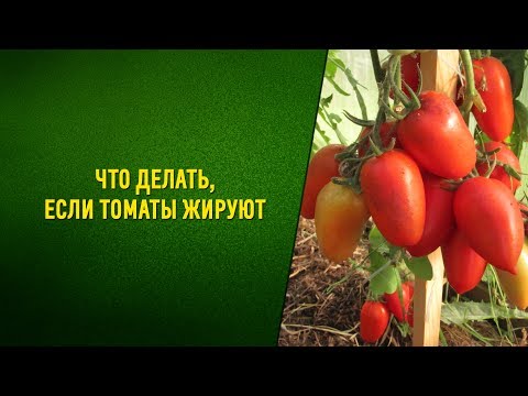 Видео: Что делать, если томаты жируют