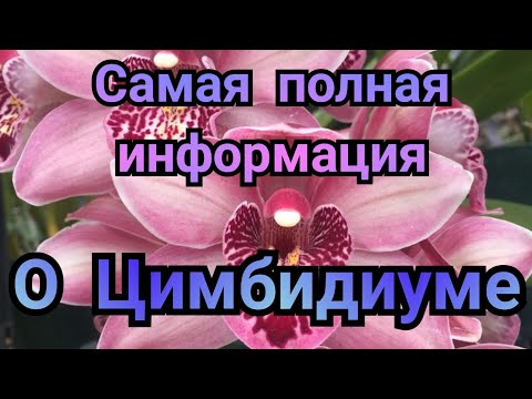 Видео: Как вырастить Цимбидиум и орхидейные байки. 😂