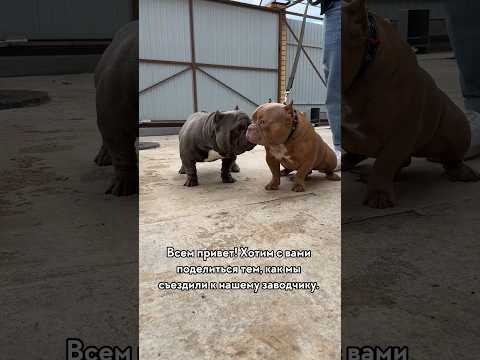 Видео: #американскийбулли #собака #реки #americanbully #буллипокет #юмор #буллищенки #хочуврекомендации