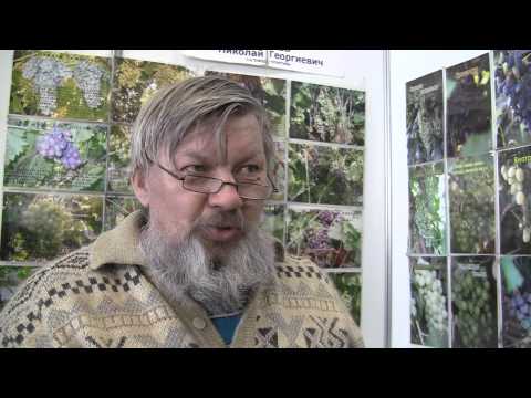 Видео: Выращивание винограда в условиях северных широт