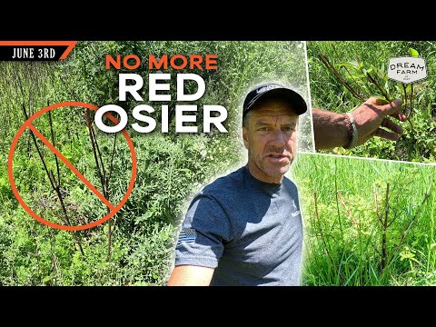 Видео: Почему я больше не буду сажать кизил красный | Ферма мечты с Биллом Уинке