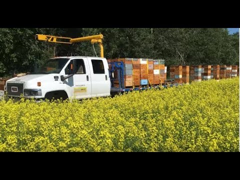 Видео: Сбор мёда в самом разгаре - 24.07.2019