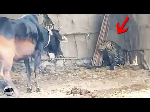 Видео: Леопард Связался Не с Тем Противником / Битвы Животных Снятые На Камеру