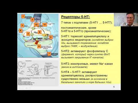 Видео: Дубынин МФК весна 2021 Химия мозга 8 серотонин