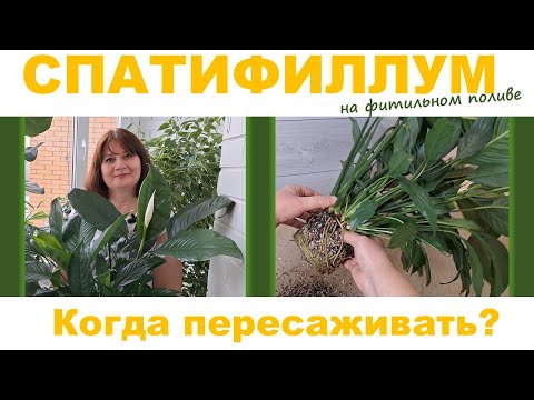Видео: СПАТИФИЛЛУМ на фитильном поливе: когда нужно пересаживать, деление куста, укоренение деток во мху