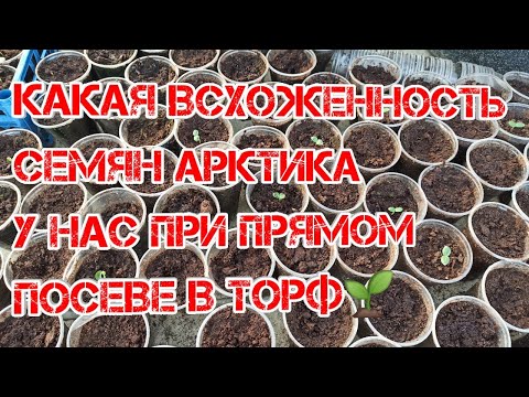 Видео: Какой % всхоженности Арктики при прямом посеве🌱