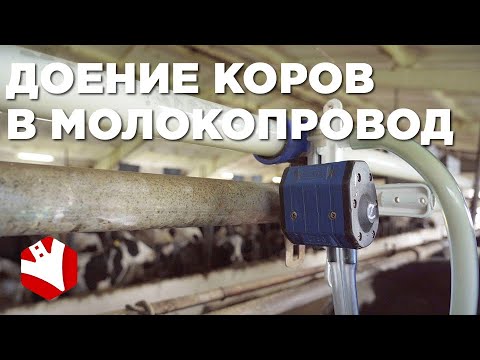 Видео: Доение коров в молокопровод | Привязное содержание коров | Молочные коровы