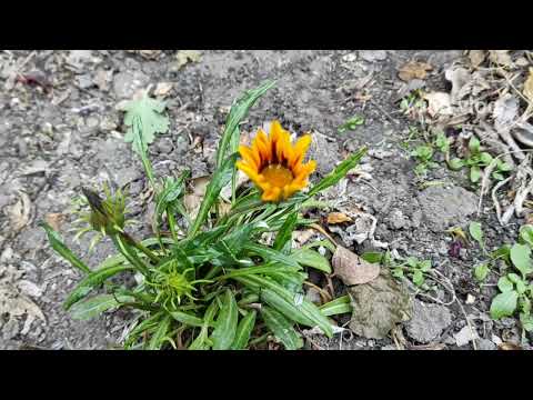 Видео: Гацания(газания)на Зиму - Миф или Реальность