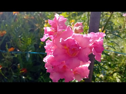 Видео: Поход в грибы🌞распаковка посылки❤️шашлыки🙂цветник👍