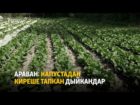 Видео: Араван: капустадан киреше тапкан дыйкандар