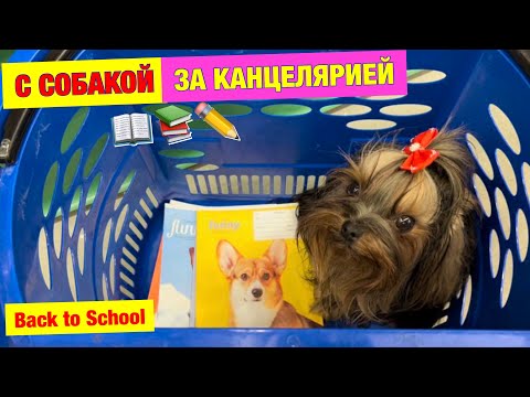 Видео: Собака выбирает КАНЦЕЛЯРИЮ в ШКОЛУ 😱 Kot Million