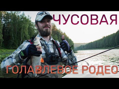 Видео: ЧУСОВАЯ - ГОЛАВЛЕВОЕ РОДЕО. Ловля голавля летом на вертушки и воблеры.