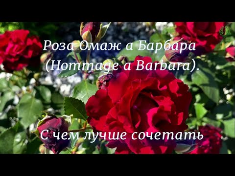 Видео: Роза Омаж Барбара. С чем лучше сочетать. Питомник растений Е. Иващенко.