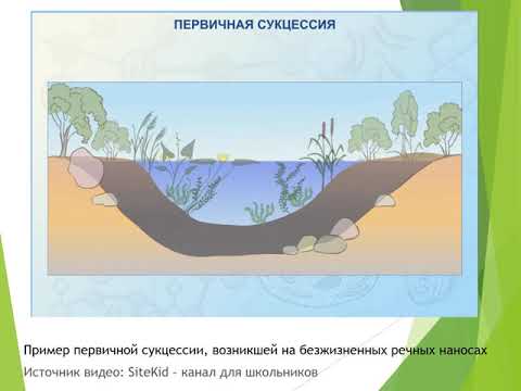 Видео: Урок 7 Смена биогеоценозов